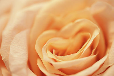 Close-up of rose