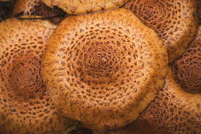 Close-up of mushrooms