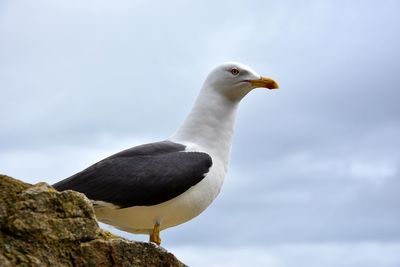 Low angle view of seagull against sky