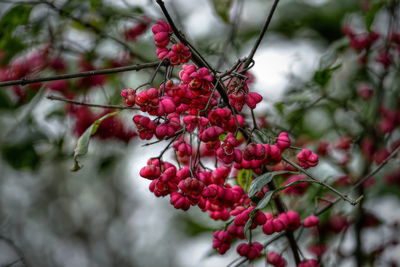 Close-up of red berries on tree
