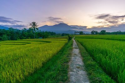 Scenic view of agricultural field against sky