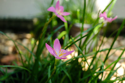 Close-up of pink crocus flower