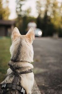 View of husky from behind waiting for owner