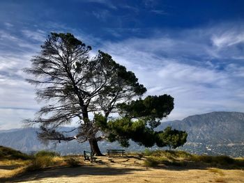 Weathered tree and a mountain top