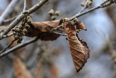 Close-up of dry leaves on branch