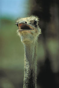 Close-up of a bird