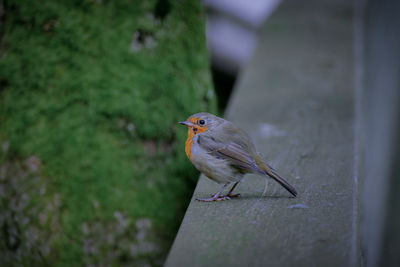 Close-up of bird perching on tree