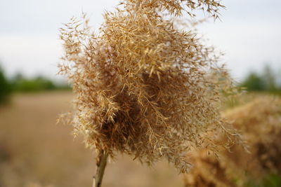 Close-up of wilted plant on field against sky