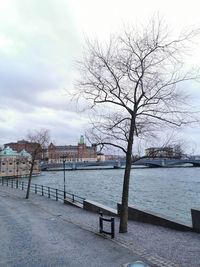 Bare tree by river against buildings in city