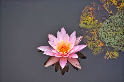 Close-up of pink water lily in lake