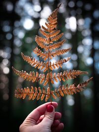 Close-up of hand holding fern