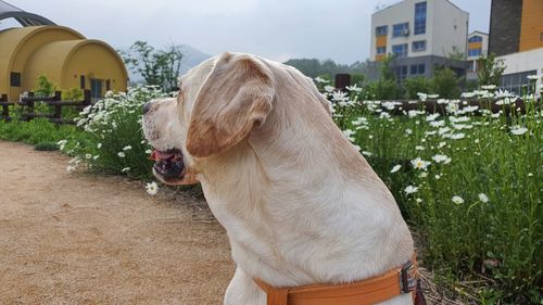 View of a dog against plants