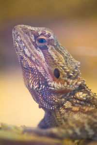 Close-up of bearded dragon