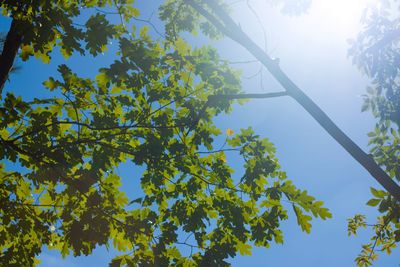 Low angle view of trees against blue sky