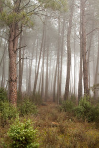 Pine trees in forest