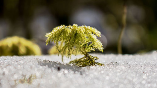 Close-up of snow on plant during winter