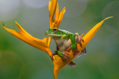 White lipped frog in yellow flowers