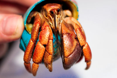 Close-up of hand holding crab