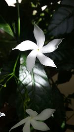 Close-up of white flowers blooming outdoors