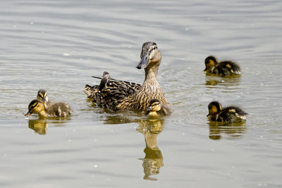 Duck with ducklings swimming in lake