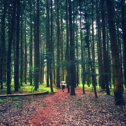 Trees in forest