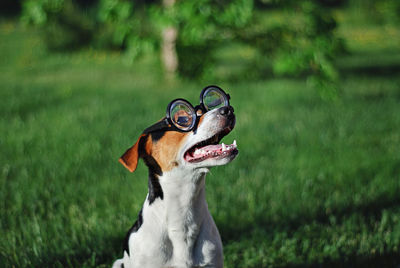 Close-up portrait of a dog in round eyeglasses on green background 