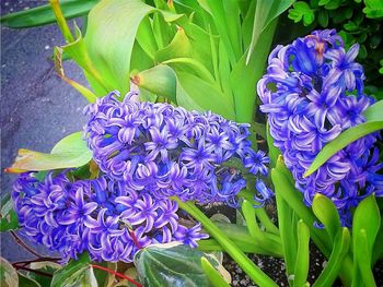 Close-up of purple flowers