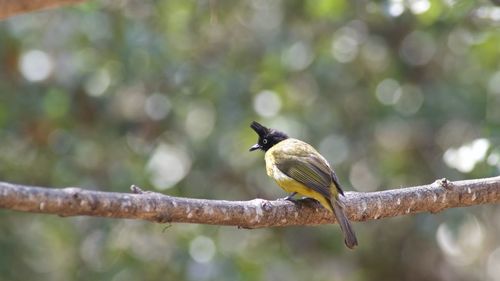 Close-up of bird perching on branch