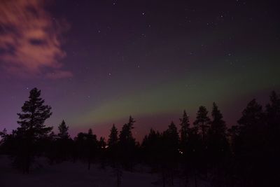 Aurora borealis over forest in finland 