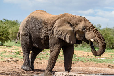 Elephant in a field