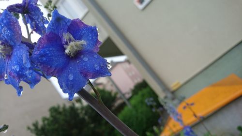 Close-up of flower against blurred background