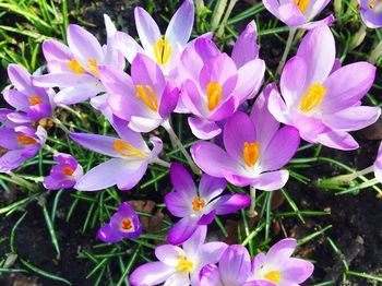 Close-up of purple flowers blooming outdoors