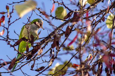 Low angle view of bird perching on tree