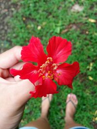 Cropped hand holding flower