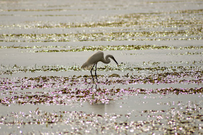 Side view of crane foraging in lake