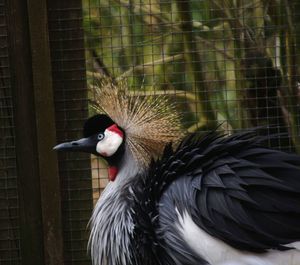 Close-up of bird against blurred background