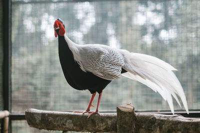 Close-up of bird perching