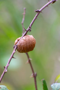 Close-up of dead plant on branch