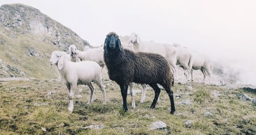 Sheep on land against sky