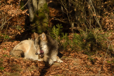 Two dogs relaxing on dirt