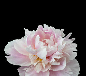 Close-up of pink rose against black background