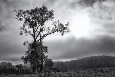 Close-up of tree against sky