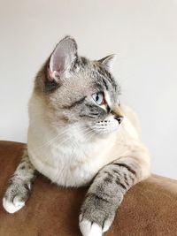 Close-up of a cat looking away