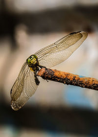 Close-up of dragonfly on plant