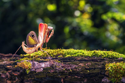 Close-up of butterfly on rock