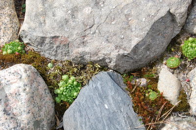 Close-up high angle view of rock