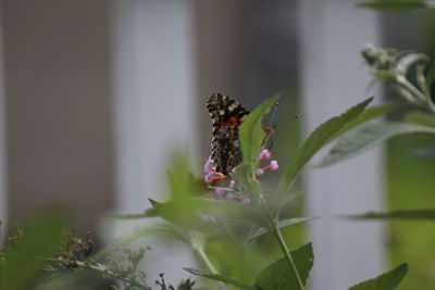 Close-up of butterfly pollinating on flower
