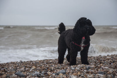 Cockapoo standing at beach