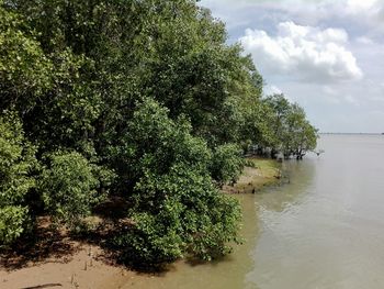 Plants by river against sky