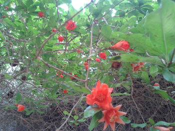 Red berries growing on tree